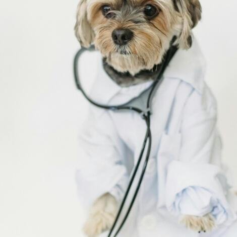 Consultoría Financiera Personalizada para Clínicas Veterinarias