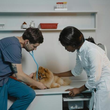 Análisis de Costos y Presupuestos para Veterinarios